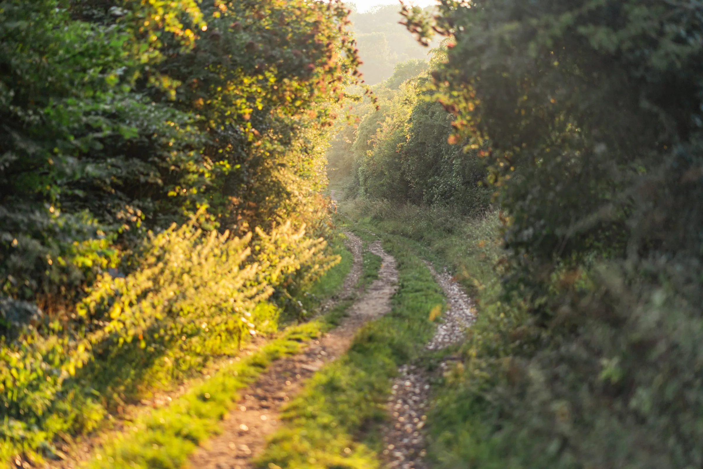 A sunlit path between hedgerows in the Surrey countryside